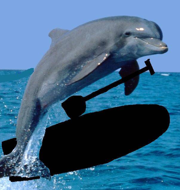 Dolphin  standup paddler