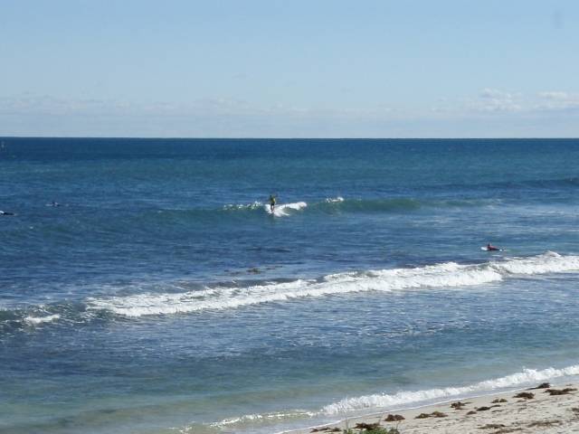 Whalebone