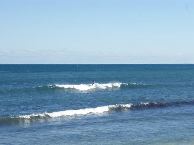 Whalebone