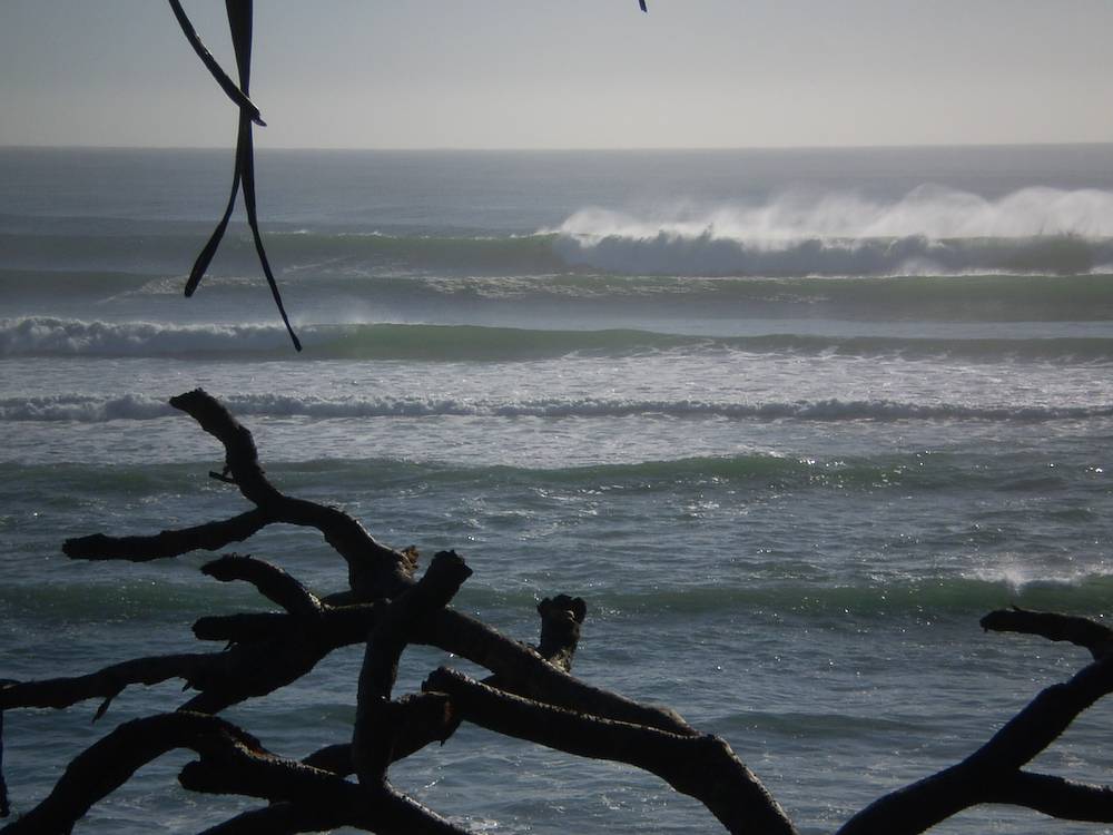 Snapper 8