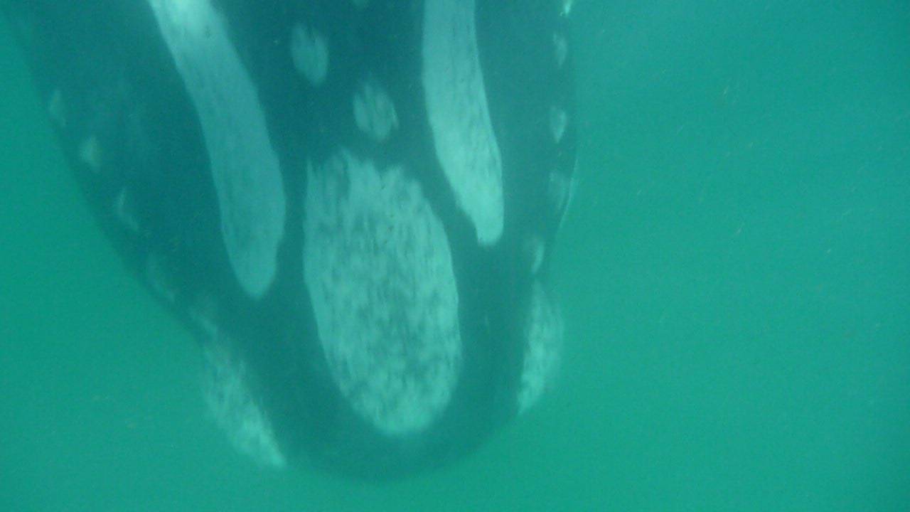 P1000279(5)