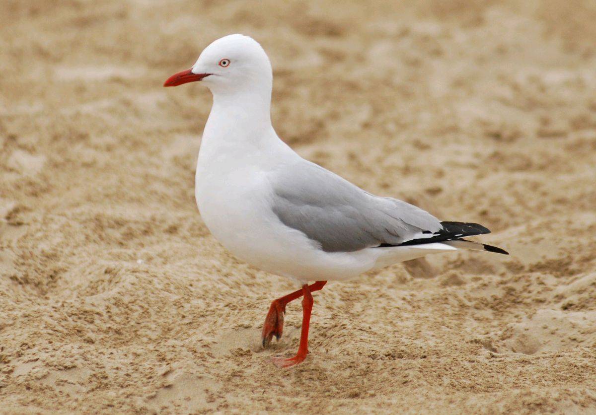 C-Gull