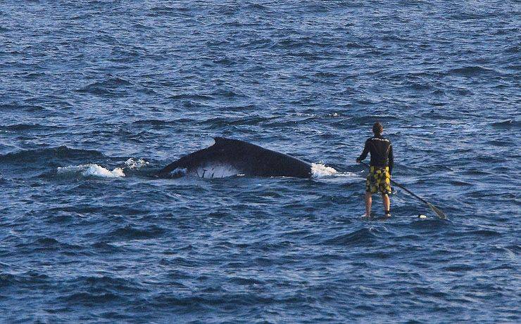Casso and the Humpback