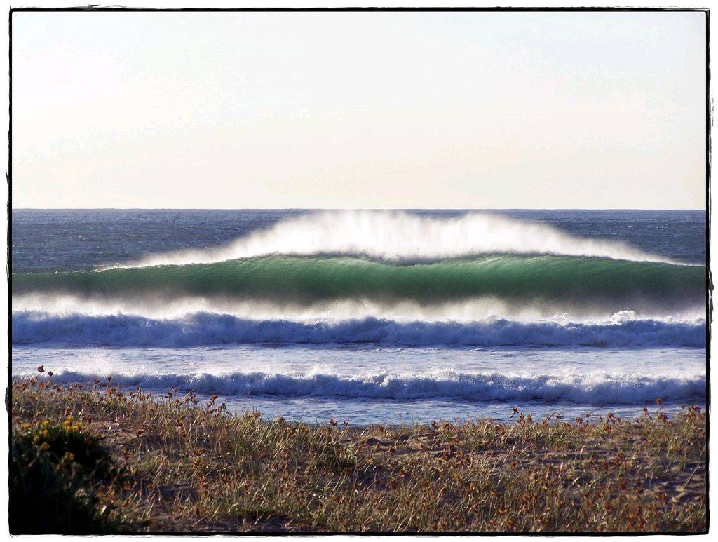 Sharkies 3