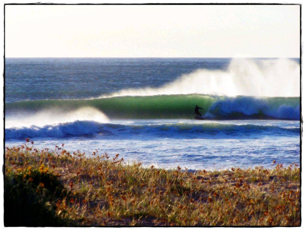 Sharkies 5