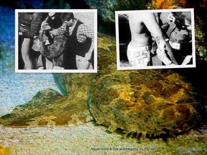 wobbegong-attacks