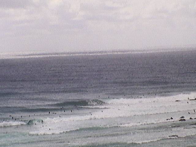 Snapper
