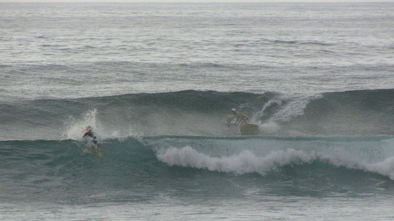 Sharkies 019