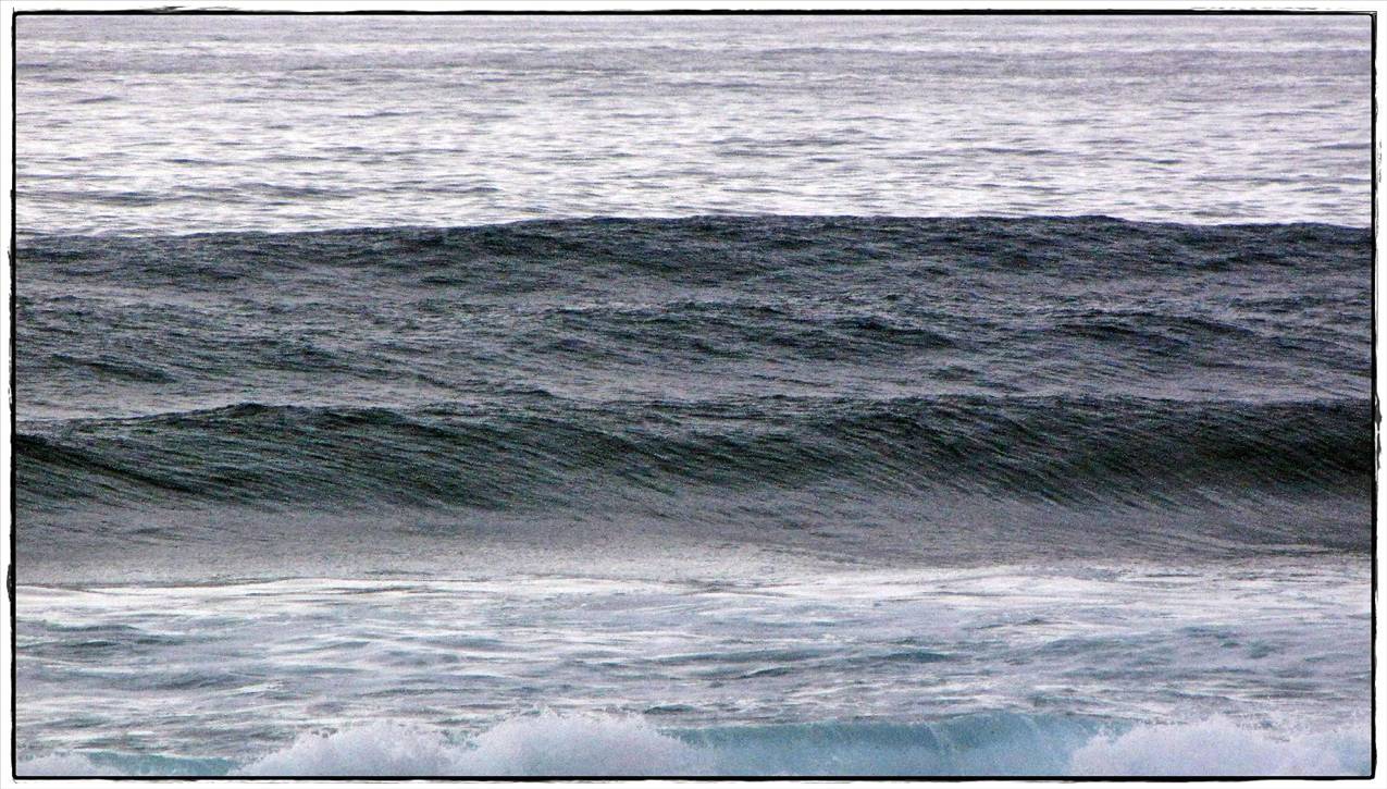Sharkies 031