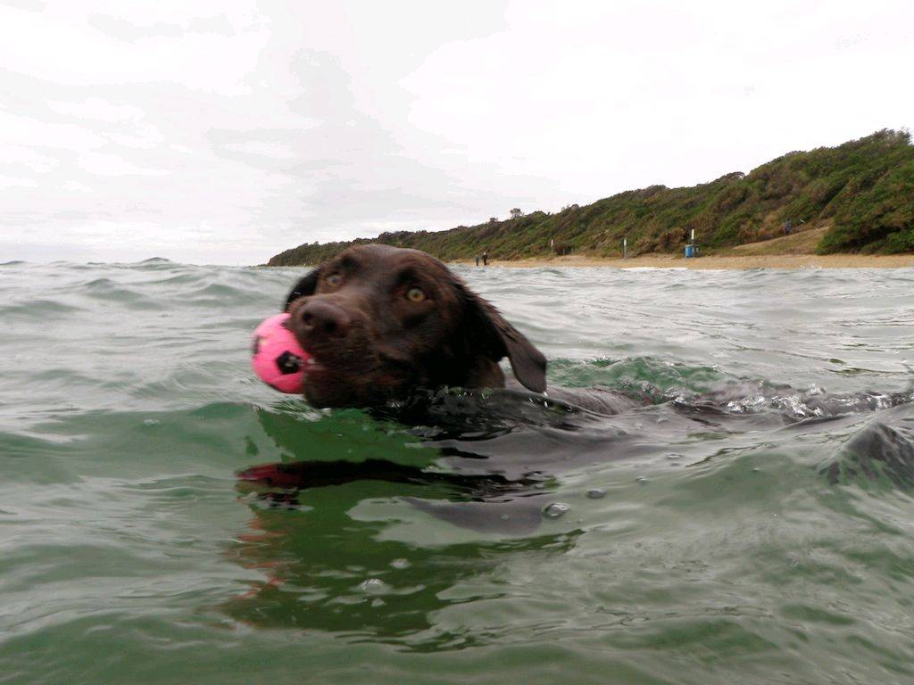 Dogs at the beach