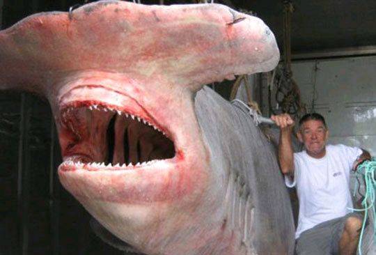 hammerhead