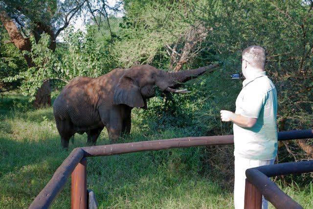My elephant encounter