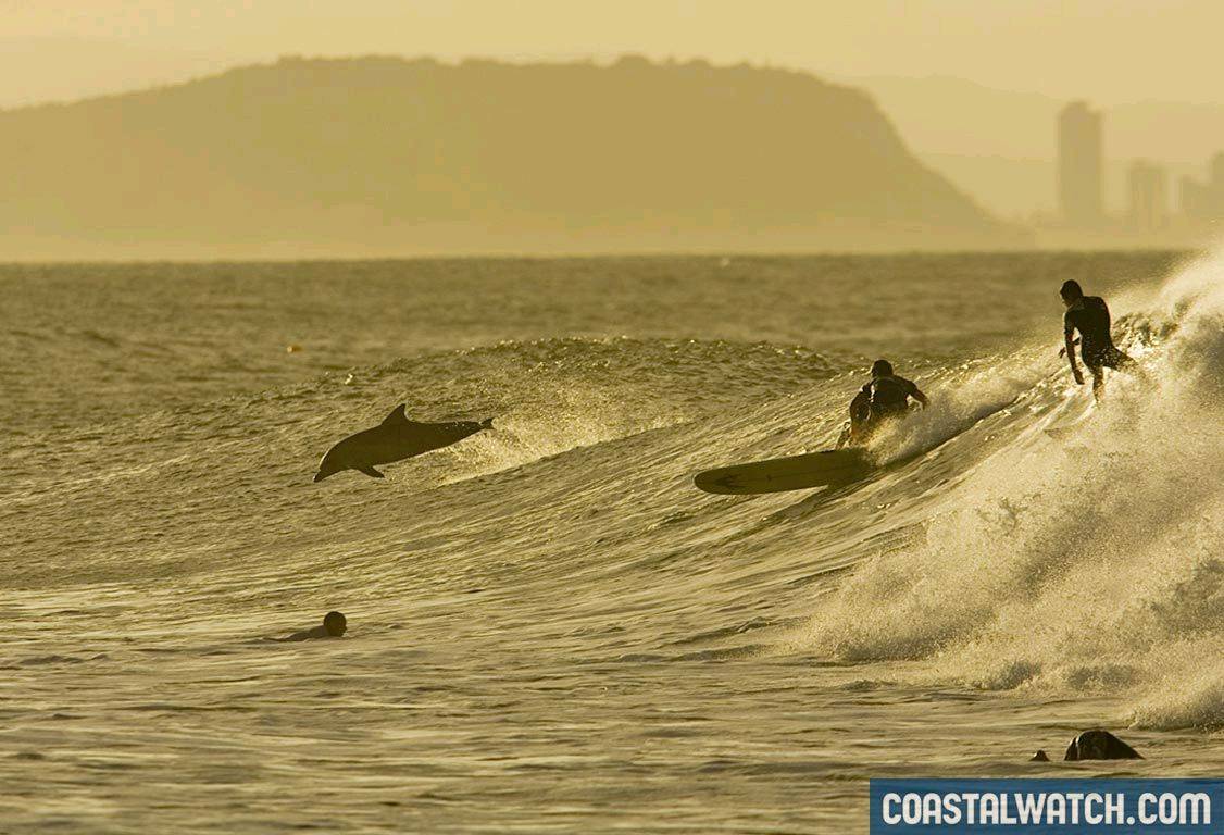 dolphin