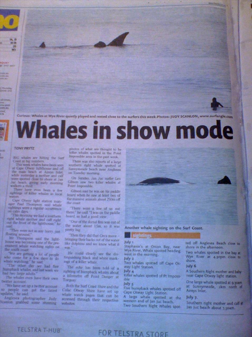 Whales
