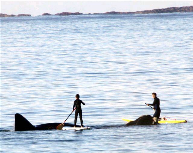 a whale of a time