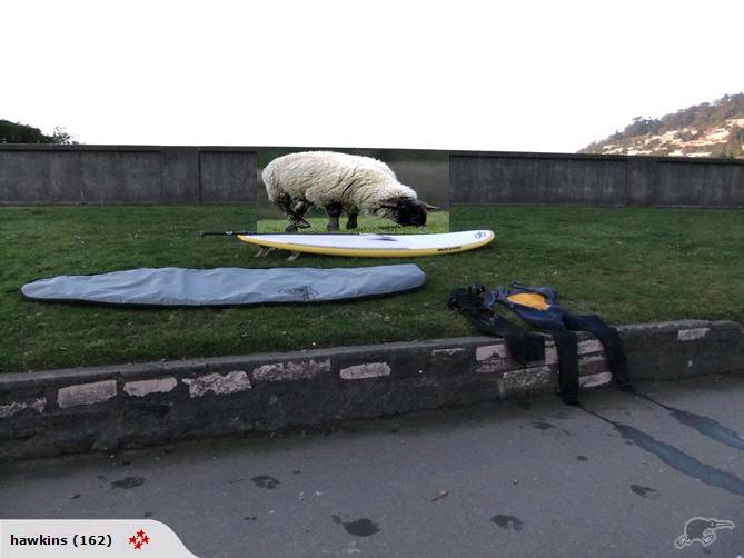Sheep Shot
