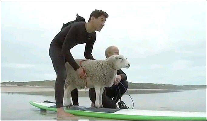 sheep-682 1033487a