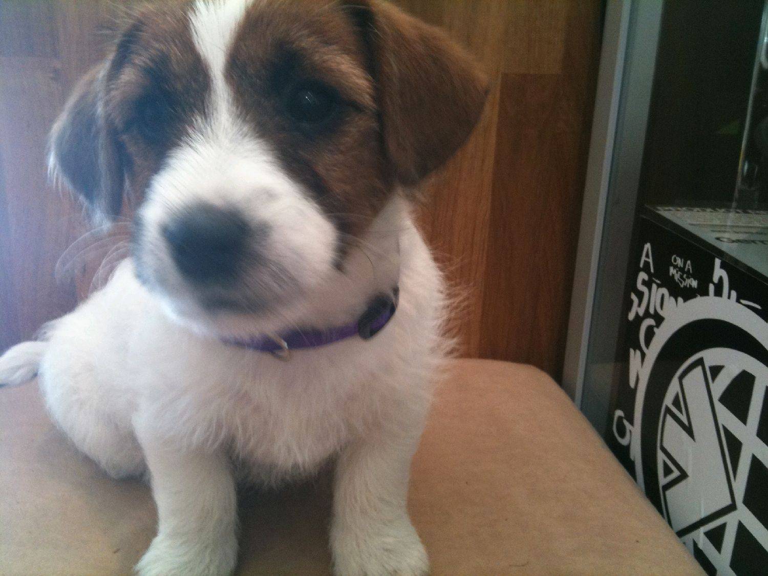"SUP" the pup