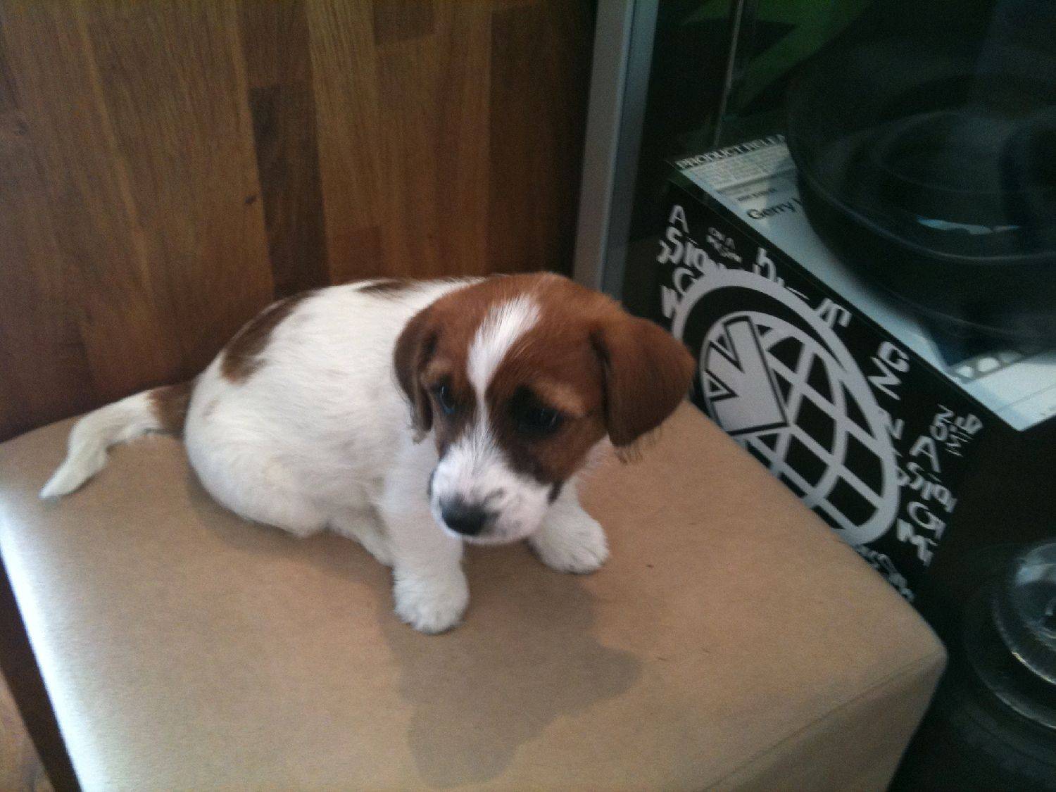 Sup Pup (10)