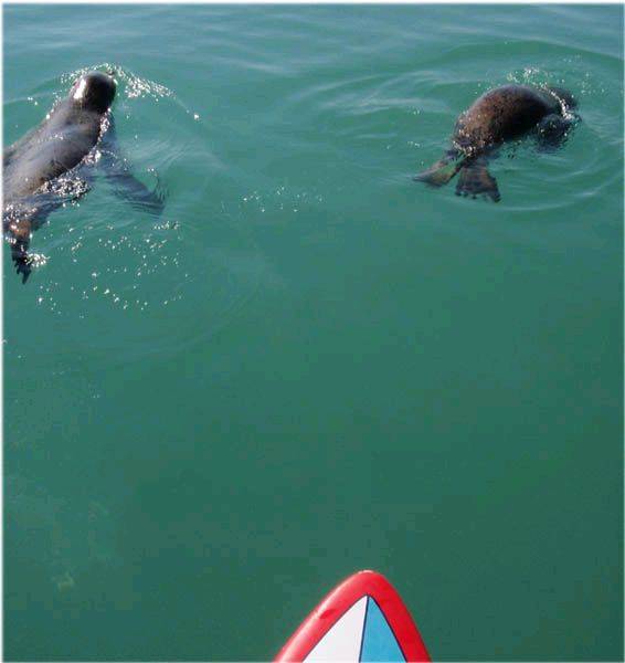 Wildlife