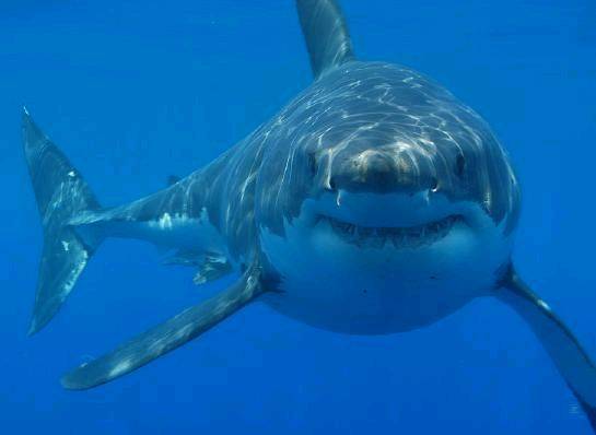 Bruce 2
