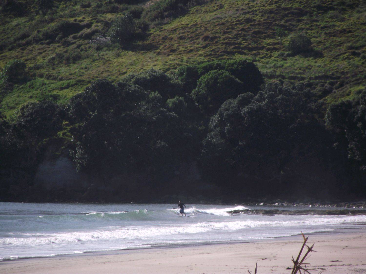 stand up nz