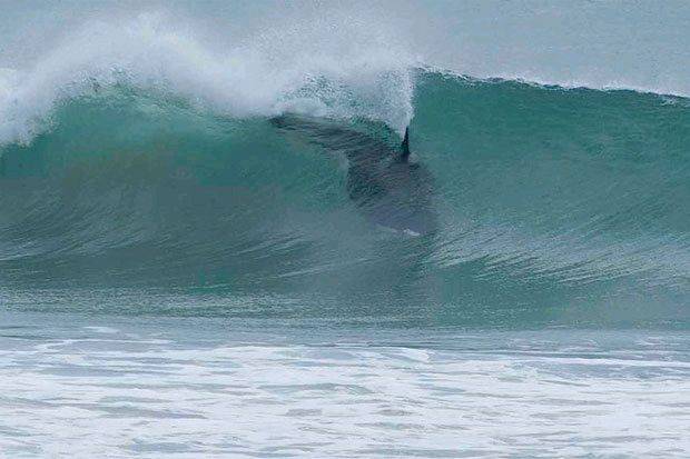 orca 1