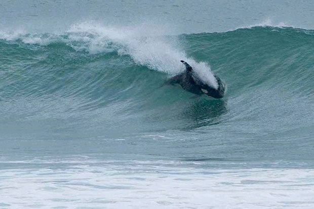 orca 2