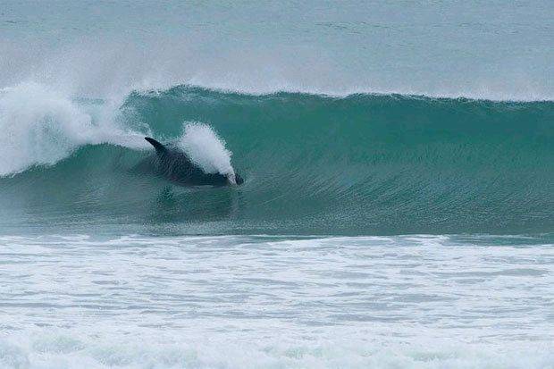 orca 4