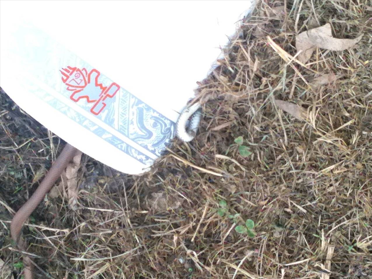 snakephoto