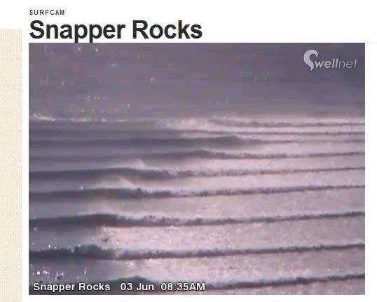 Snapper