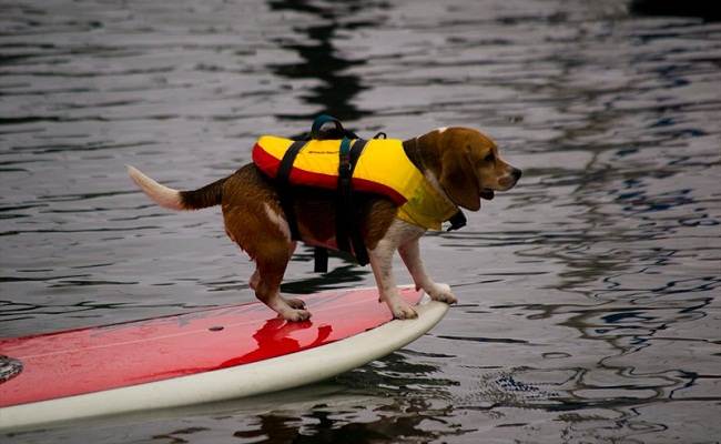 Dogjam in SantaCruz
