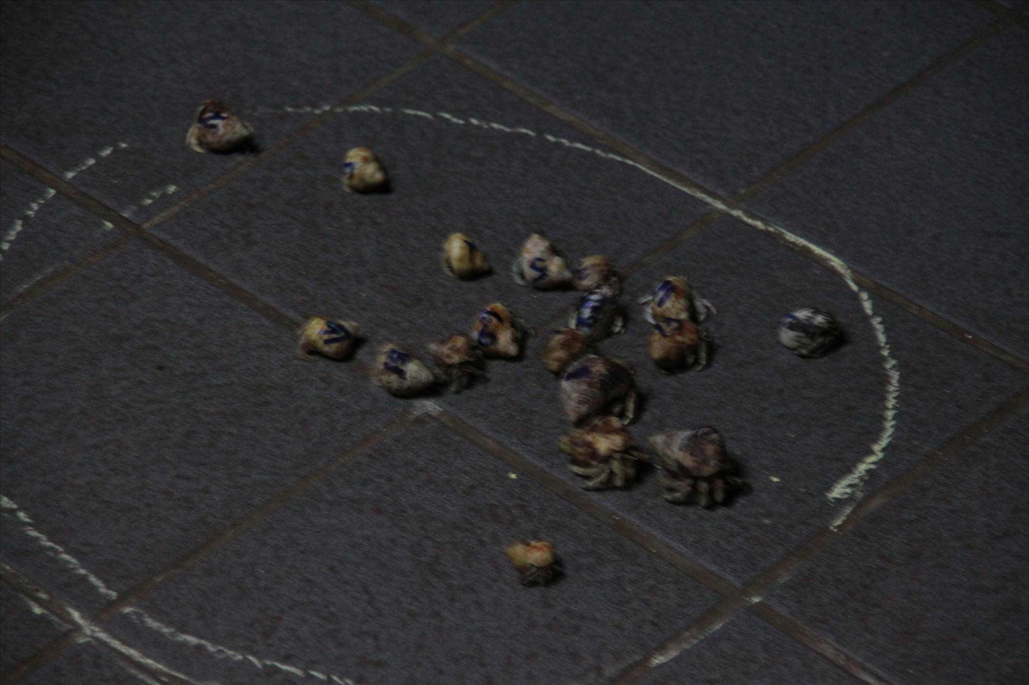 4 crab race