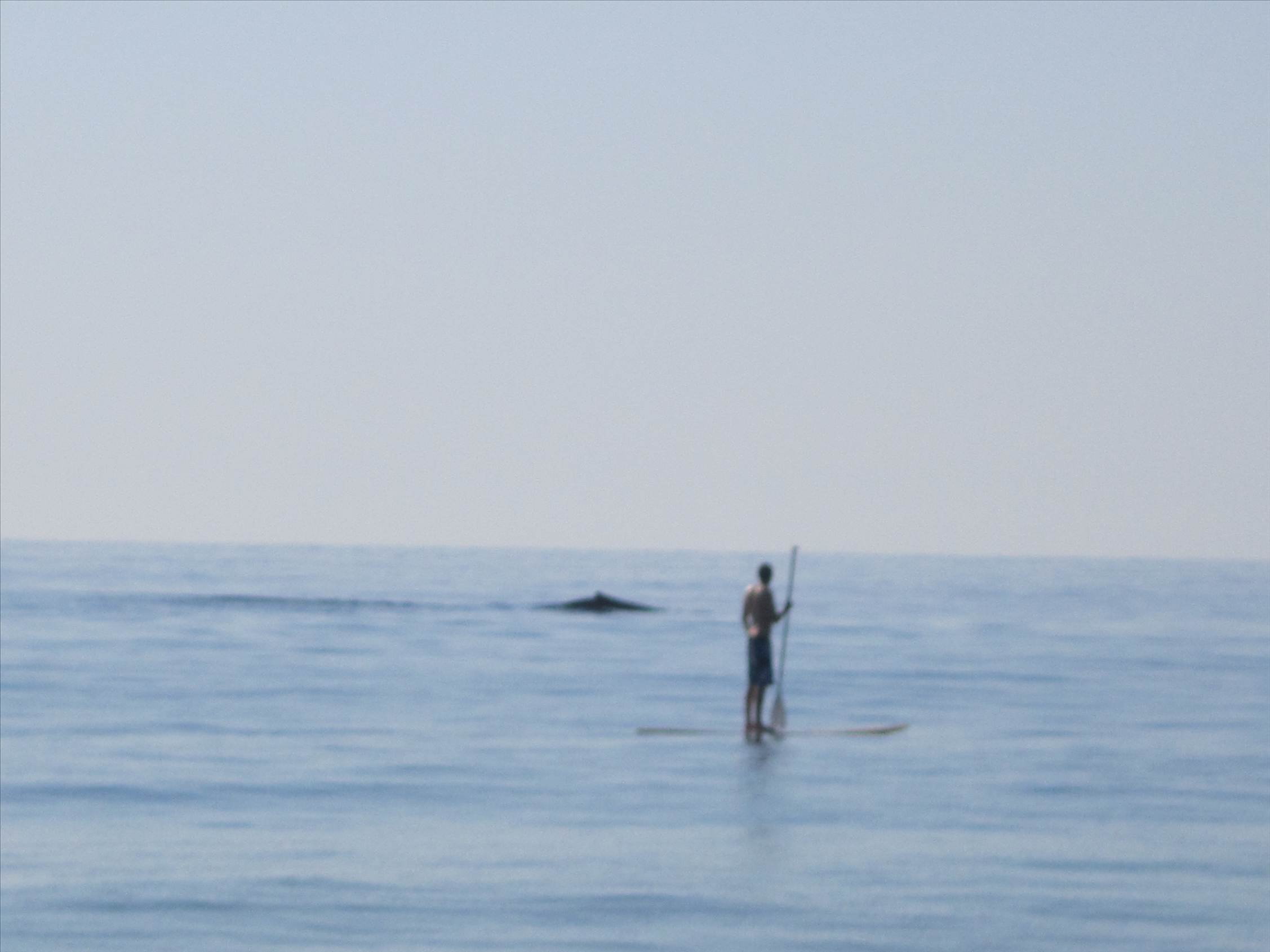 Whales in close