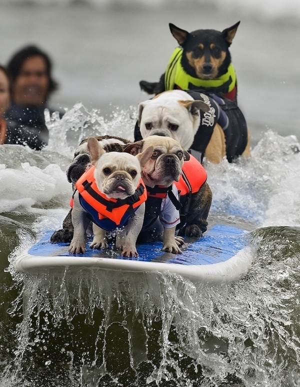 dogsonboard