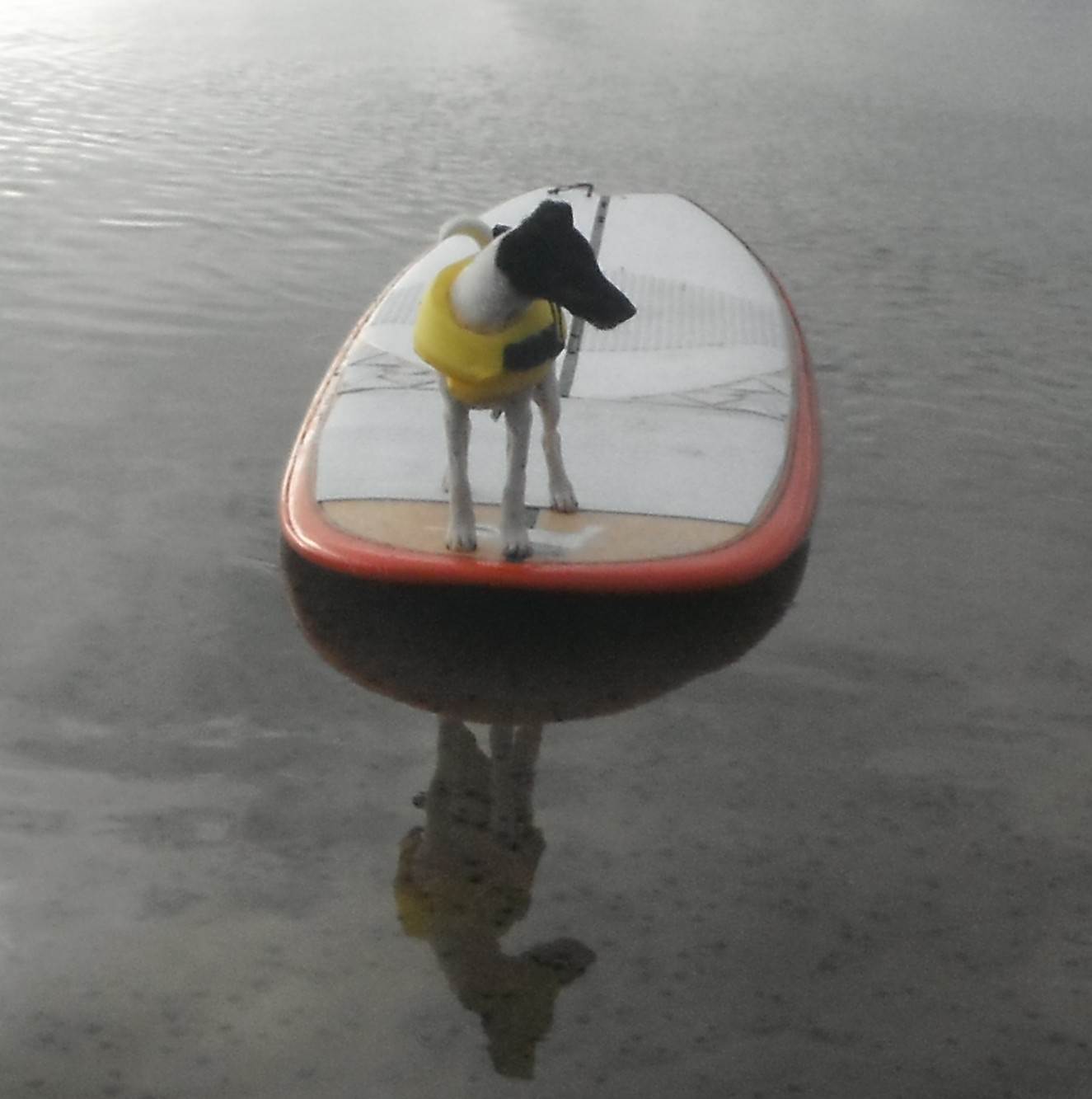 pupsup1