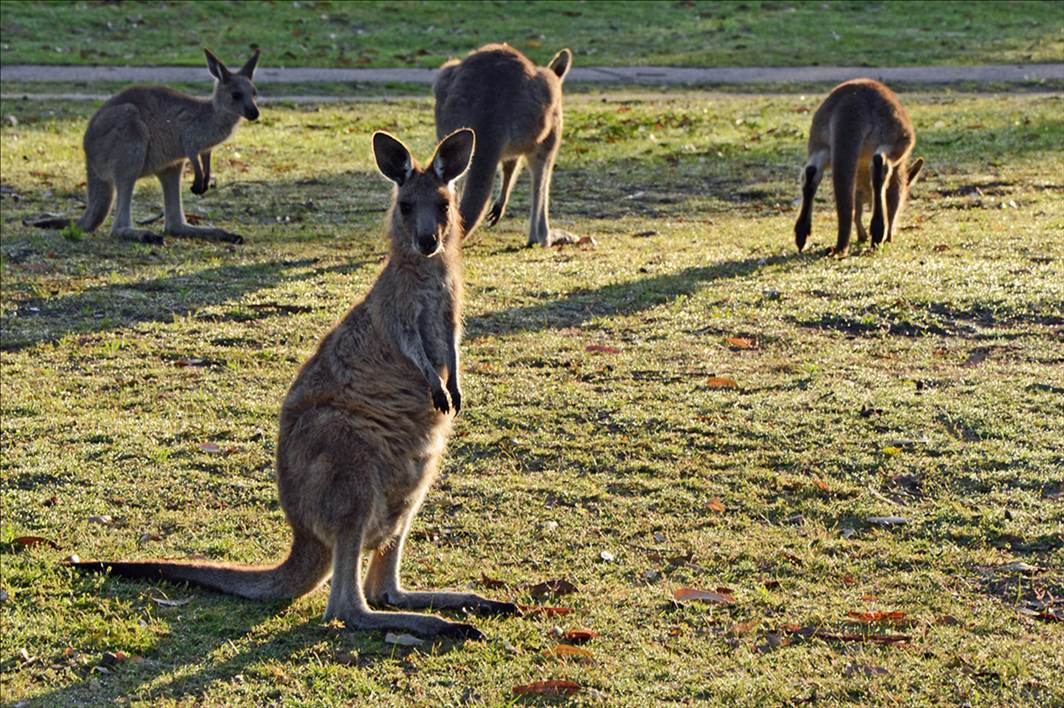 Kanga1