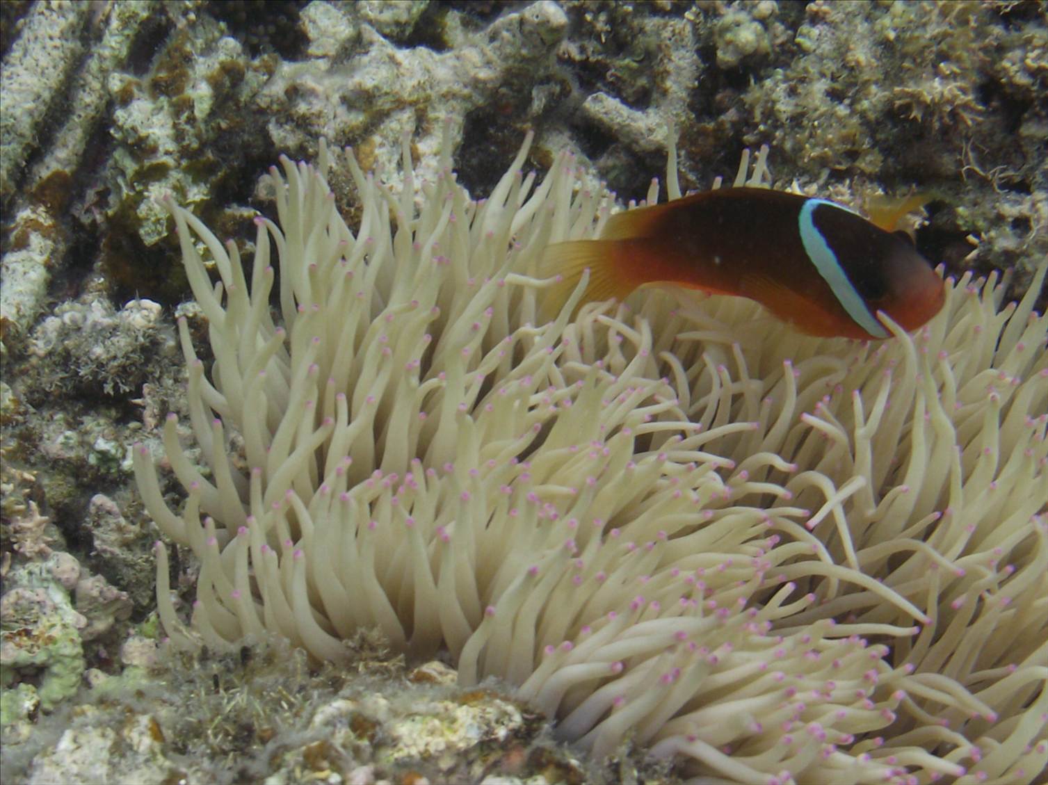 Fiji trip 2011 321