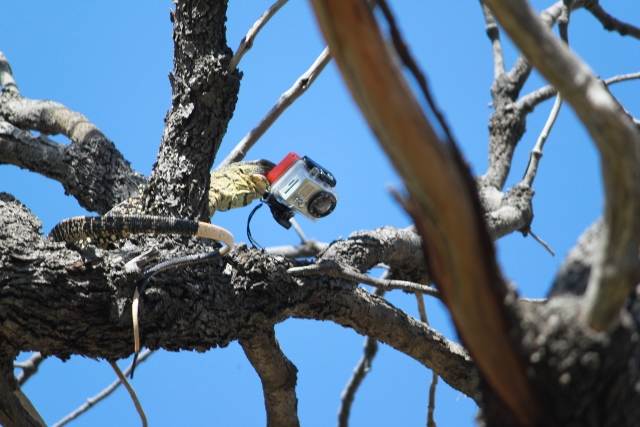 GoPro Goanna
