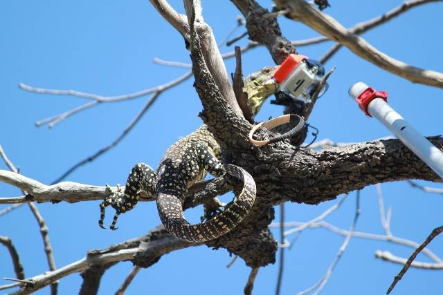GoPro Goanna