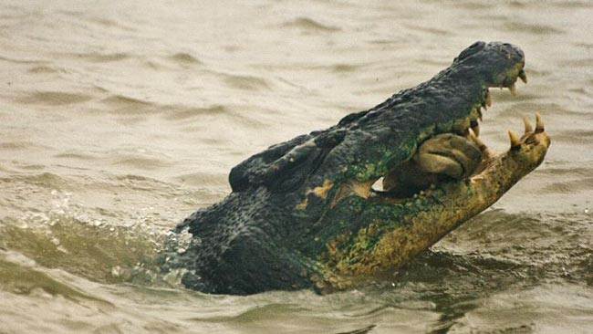 Crocodile