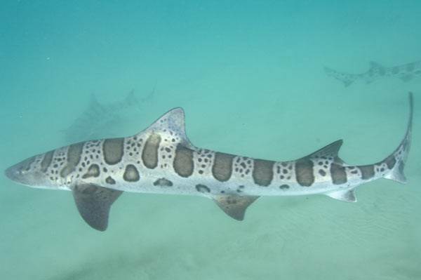 Leopard-Shark-008