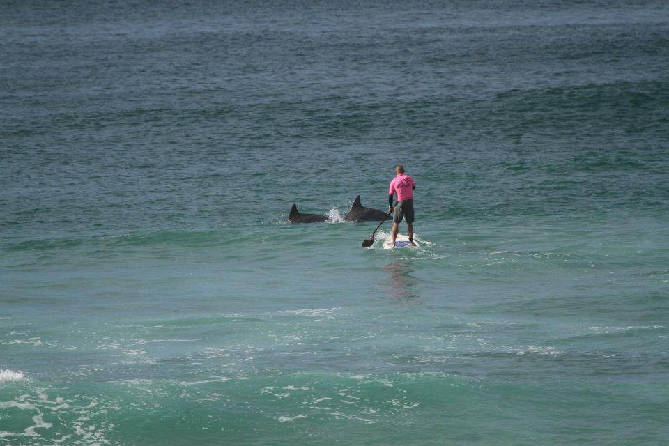 Dolphins