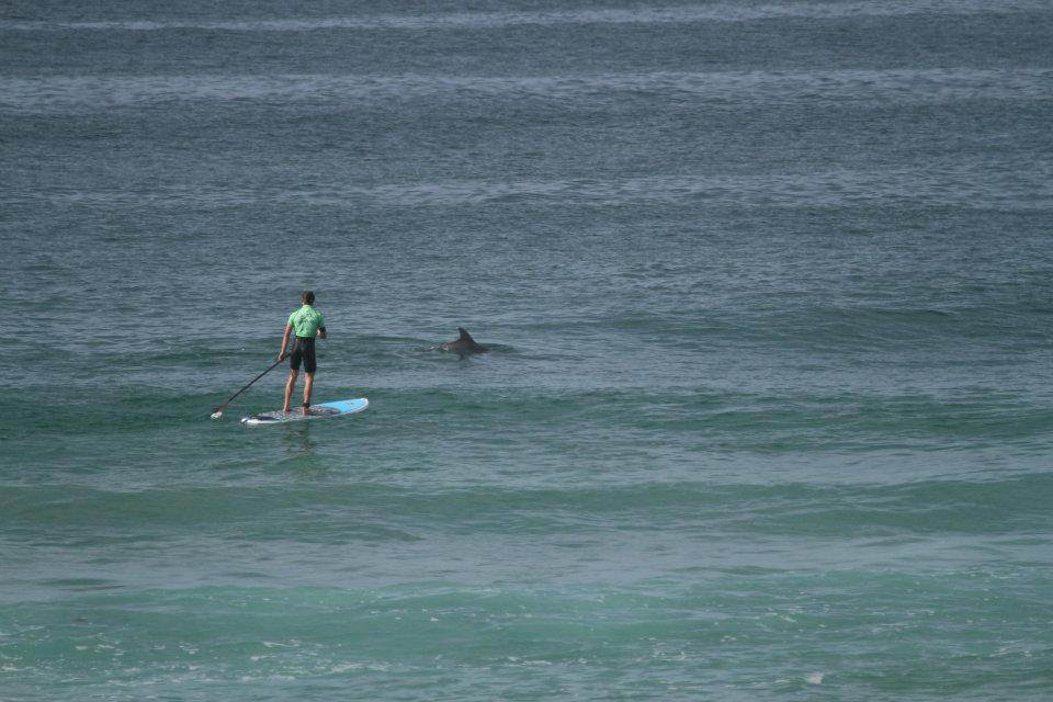 Dolphins