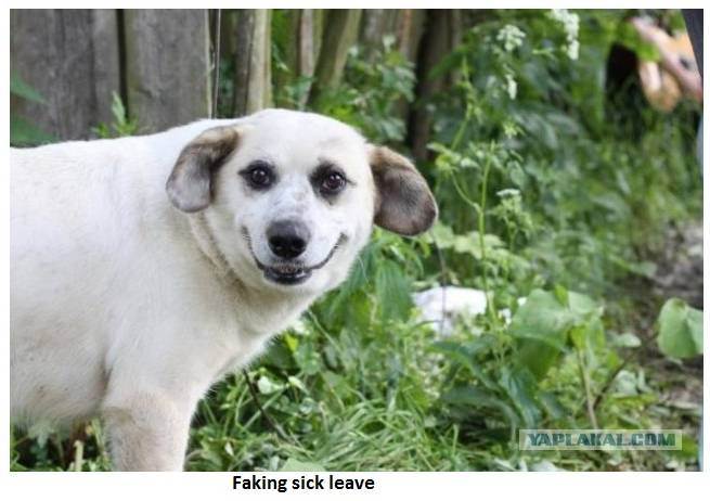 Doggie E
