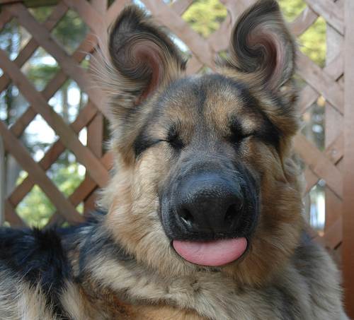doggone good