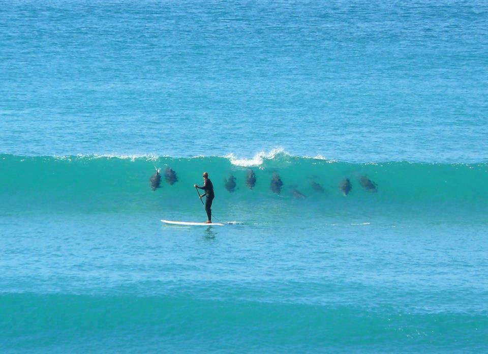 SUP dolphins
