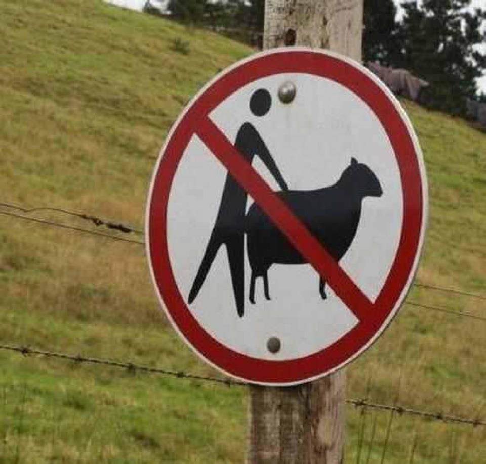 No sheep