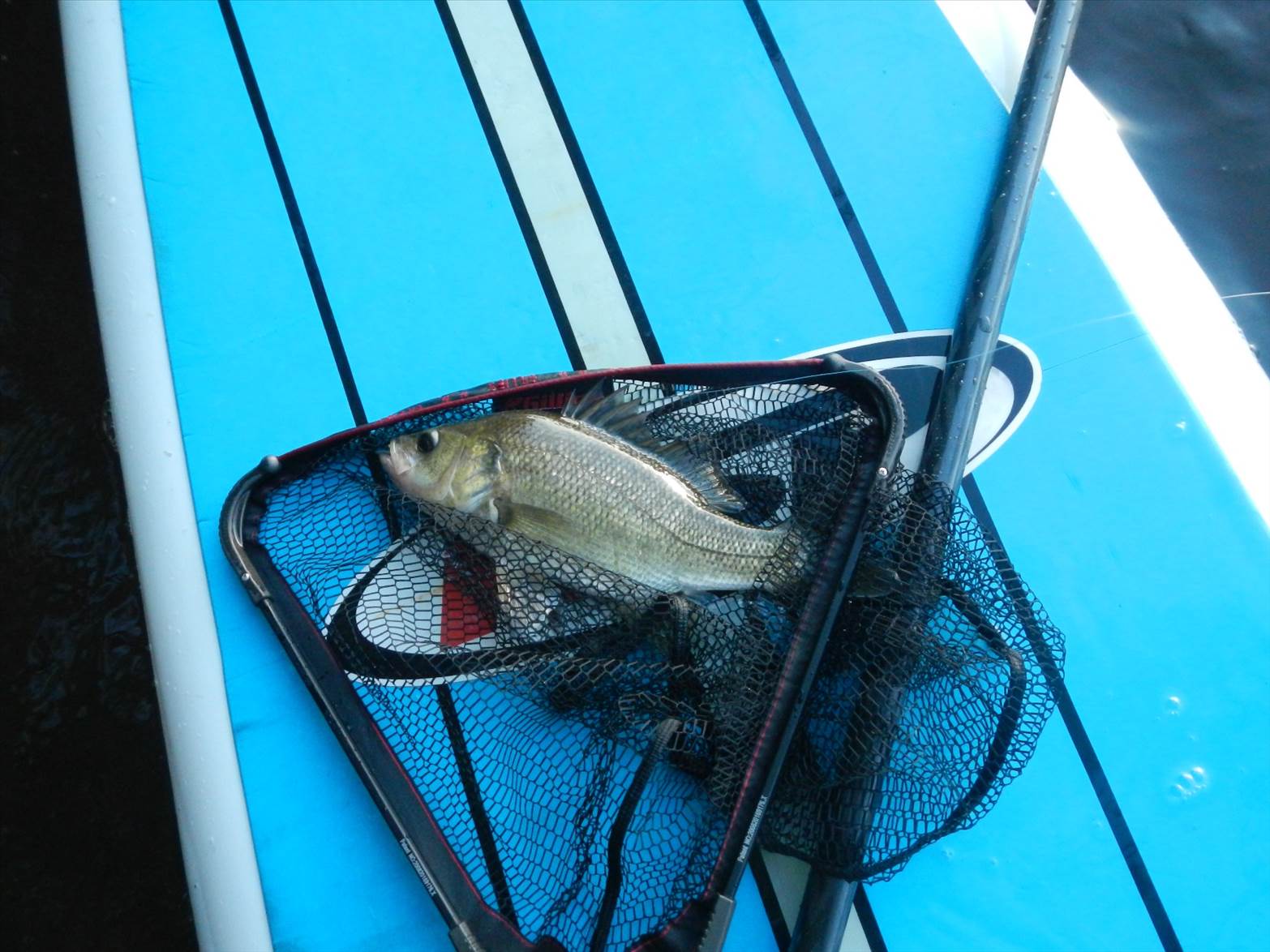 SUP Bass01