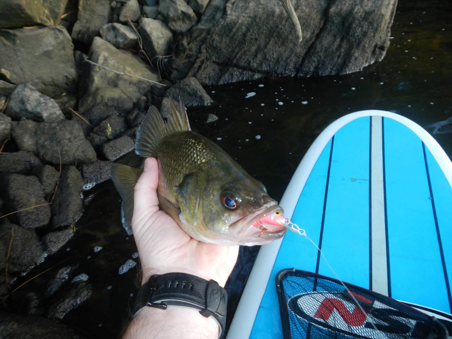 SUP Bass02